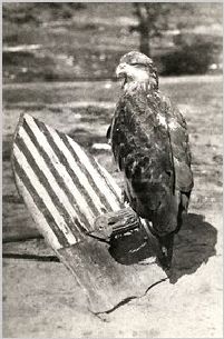 Old Abe Eagle Mascot of 8th Wisconsin